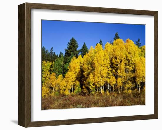 Aspens in Fall, Rocky Mountain National Park, Colorado, USA-Bernard Friel-Framed Photographic Print