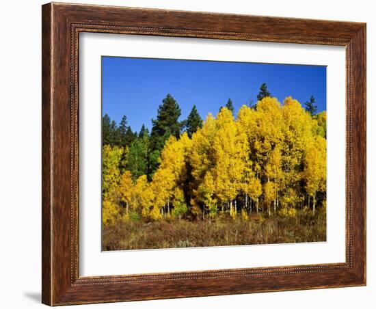 Aspens in Fall, Rocky Mountain National Park, Colorado, USA-Bernard Friel-Framed Photographic Print