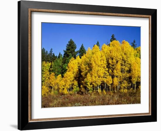 Aspens in Fall, Rocky Mountain National Park, Colorado, USA-Bernard Friel-Framed Photographic Print