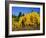 Aspens in Fall, Rocky Mountain National Park, Colorado, USA-Bernard Friel-Framed Photographic Print