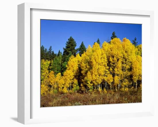 Aspens in Fall, Rocky Mountain National Park, Colorado, USA-Bernard Friel-Framed Photographic Print