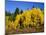 Aspens in Fall, Rocky Mountain National Park, Colorado, USA-Bernard Friel-Mounted Photographic Print