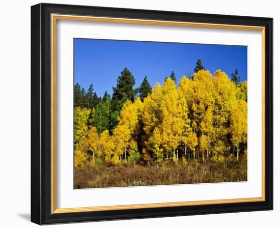 Aspens in Fall, Rocky Mountain National Park, Colorado, USA-Bernard Friel-Framed Photographic Print