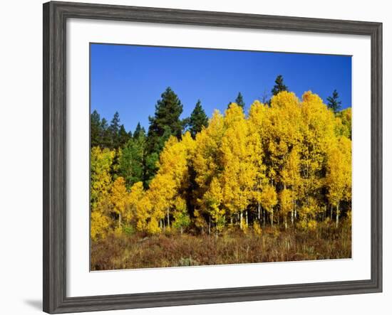 Aspens in Fall, Rocky Mountain National Park, Colorado, USA-Bernard Friel-Framed Photographic Print