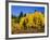 Aspens in Fall, Rocky Mountain National Park, Colorado, USA-Bernard Friel-Framed Photographic Print