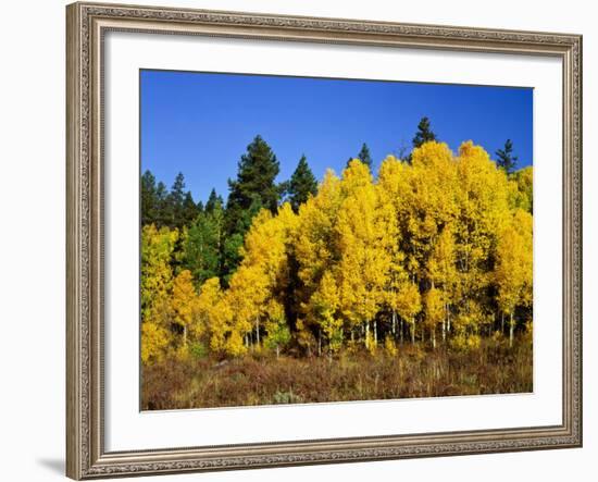 Aspens in Fall, Rocky Mountain National Park, Colorado, USA-Bernard Friel-Framed Photographic Print