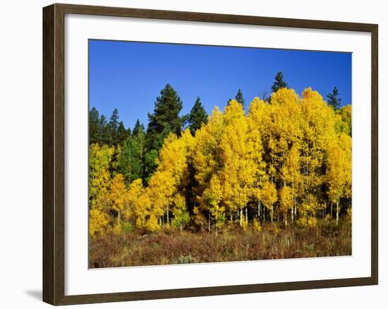 Aspens in Fall, Rocky Mountain National Park, Colorado, USA-Bernard Friel-Framed Photographic Print