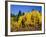 Aspens in Fall, Rocky Mountain National Park, Colorado, USA-Bernard Friel-Framed Photographic Print