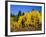 Aspens in Fall, Rocky Mountain National Park, Colorado, USA-Bernard Friel-Framed Photographic Print