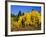 Aspens in Fall, Rocky Mountain National Park, Colorado, USA-Bernard Friel-Framed Photographic Print
