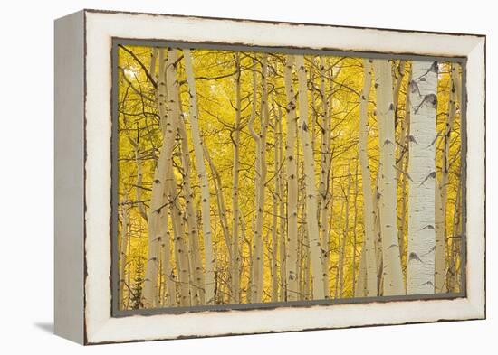 Aspens in Gunnison National Forest Colorado, USA-Charles Gurche-Framed Premier Image Canvas