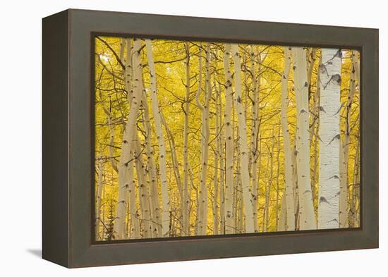 Aspens in Gunnison National Forest Colorado, USA-Charles Gurche-Framed Premier Image Canvas