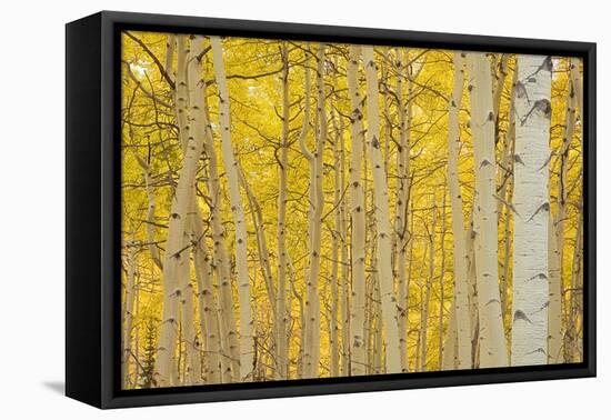 Aspens in Gunnison National Forest Colorado, USA-Charles Gurche-Framed Premier Image Canvas