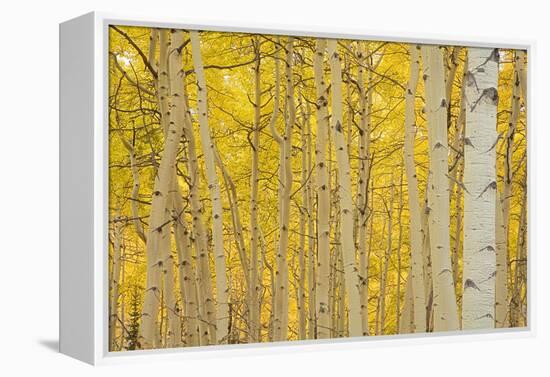 Aspens in Gunnison National Forest Colorado, USA-Charles Gurche-Framed Premier Image Canvas