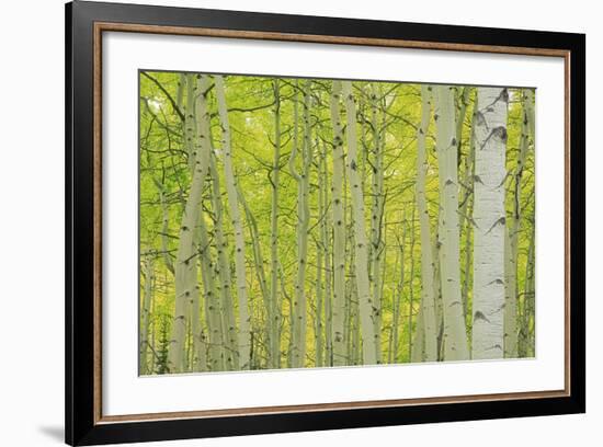 Aspens in Gunnison National Forest Colorado, USA-Charles Gurche-Framed Photographic Print