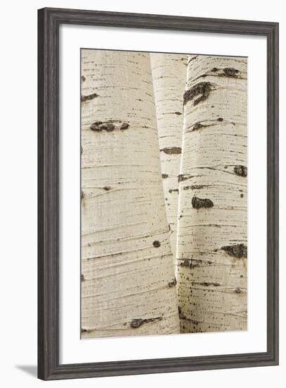 Aspens in Gunnison National Forest Colorado, USA-Charles Gurche-Framed Photographic Print