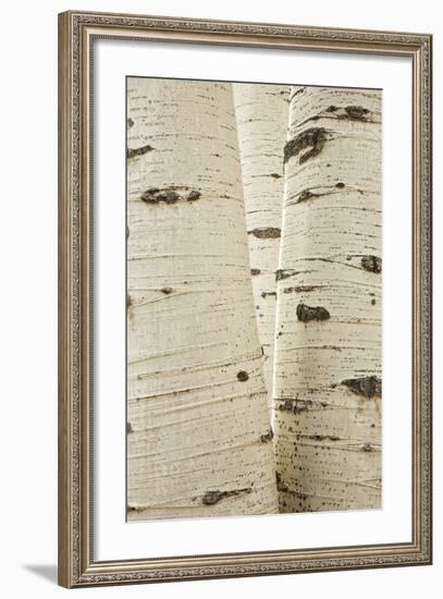 Aspens in Gunnison National Forest Colorado, USA-Charles Gurche-Framed Photographic Print