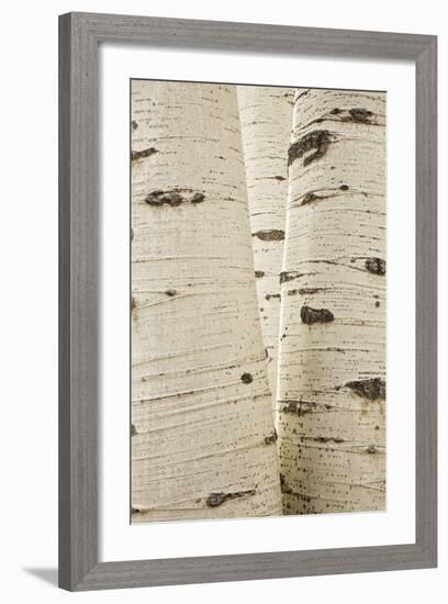 Aspens in Gunnison National Forest Colorado, USA-Charles Gurche-Framed Photographic Print