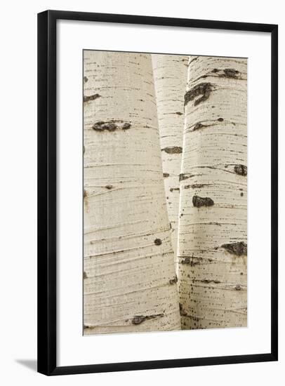 Aspens in Gunnison National Forest Colorado, USA-Charles Gurche-Framed Photographic Print