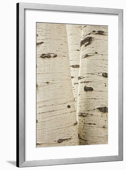 Aspens in Gunnison National Forest Colorado, USA-Charles Gurche-Framed Photographic Print