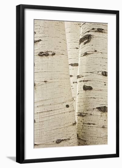 Aspens in Gunnison National Forest Colorado, USA-Charles Gurche-Framed Photographic Print