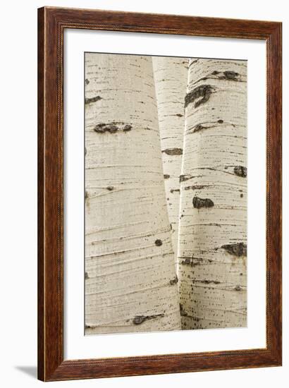 Aspens in Gunnison National Forest Colorado, USA-Charles Gurche-Framed Photographic Print