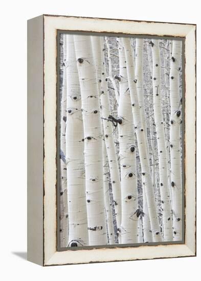 Aspens in Gunnison National Forest Colorado, USA-Charles Gurche-Framed Premier Image Canvas