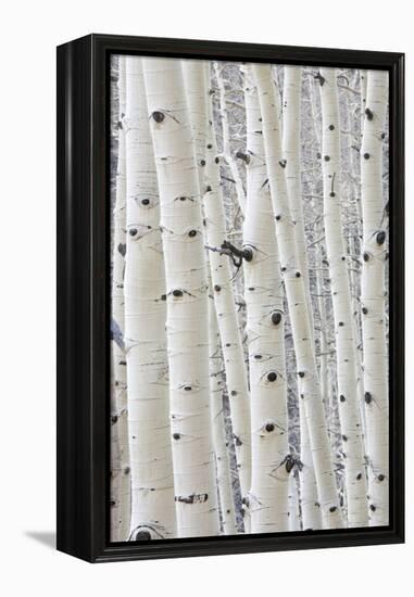Aspens in Gunnison National Forest Colorado, USA-Charles Gurche-Framed Premier Image Canvas