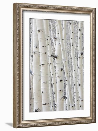 Aspens in Gunnison National Forest Colorado, USA-Charles Gurche-Framed Photographic Print