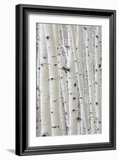 Aspens in Gunnison National Forest Colorado, USA-Charles Gurche-Framed Photographic Print