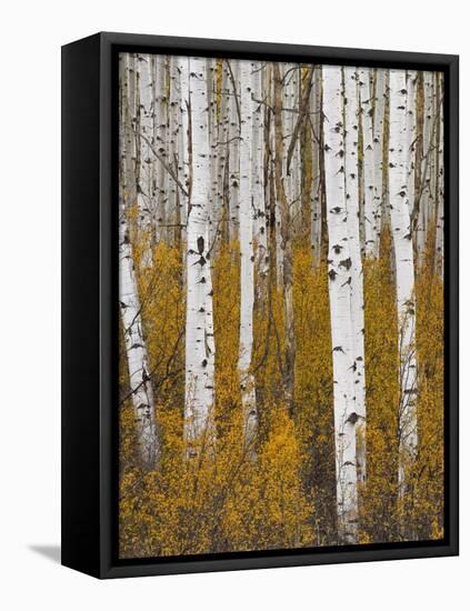 Aspens in Gunnison National Forest Colorado, USA-Charles Gurche-Framed Premier Image Canvas