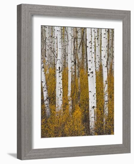 Aspens in Gunnison National Forest Colorado, USA-Charles Gurche-Framed Photographic Print