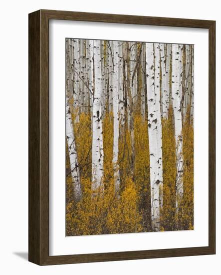 Aspens in Gunnison National Forest Colorado, USA-Charles Gurche-Framed Photographic Print