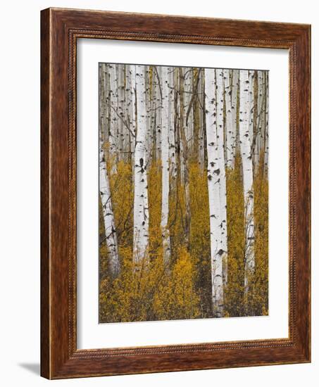 Aspens in Gunnison National Forest Colorado, USA-Charles Gurche-Framed Photographic Print