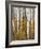 Aspens in Gunnison National Forest Colorado, USA-Charles Gurche-Framed Photographic Print