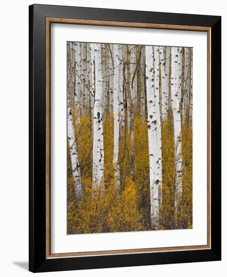 Aspens in Gunnison National Forest Colorado, USA-Charles Gurche-Framed Photographic Print