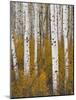 Aspens in Gunnison National Forest Colorado, USA-Charles Gurche-Mounted Photographic Print