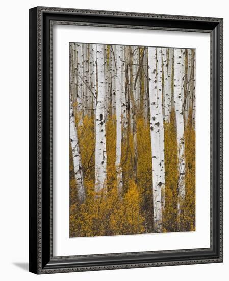 Aspens in Gunnison National Forest Colorado, USA-Charles Gurche-Framed Photographic Print