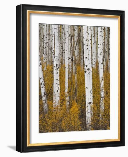 Aspens in Gunnison National Forest Colorado, USA-Charles Gurche-Framed Photographic Print