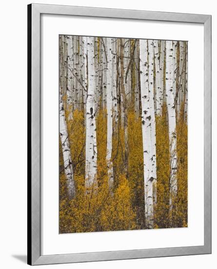 Aspens in Gunnison National Forest Colorado, USA-Charles Gurche-Framed Photographic Print