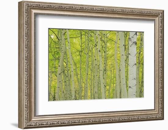 Aspens in Gunnison National Forest Colorado, USA-Charles Gurche-Framed Photographic Print