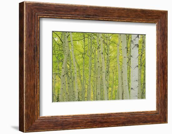 Aspens in Gunnison National Forest Colorado, USA-Charles Gurche-Framed Photographic Print