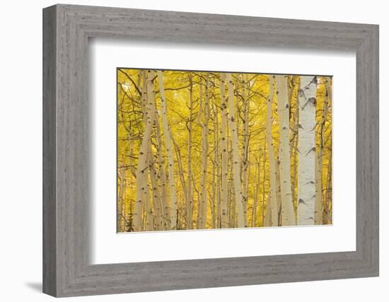 Aspens in Gunnison National Forest Colorado, USA-Charles Gurche-Framed Photographic Print