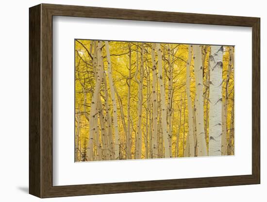 Aspens in Gunnison National Forest Colorado, USA-Charles Gurche-Framed Photographic Print