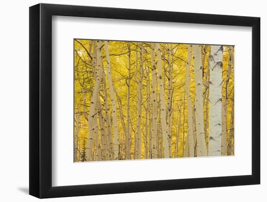 Aspens in Gunnison National Forest Colorado, USA-Charles Gurche-Framed Photographic Print