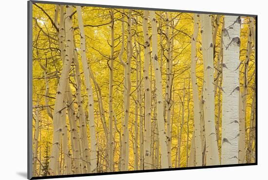 Aspens in Gunnison National Forest Colorado, USA-Charles Gurche-Mounted Photographic Print