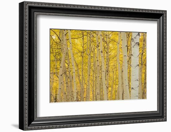 Aspens in Gunnison National Forest Colorado, USA-Charles Gurche-Framed Photographic Print