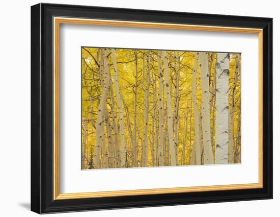 Aspens in Gunnison National Forest Colorado, USA-Charles Gurche-Framed Photographic Print