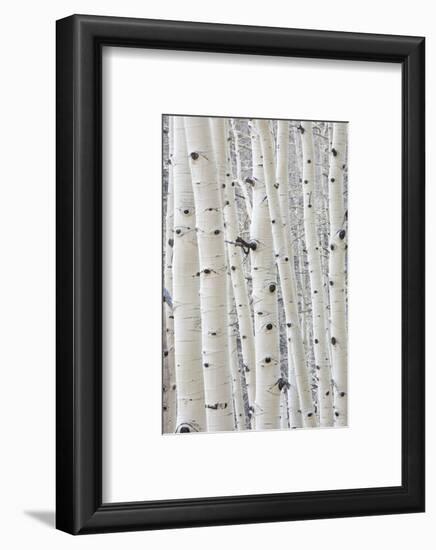 Aspens in Gunnison National Forest Colorado, USA-Charles Gurche-Framed Photographic Print