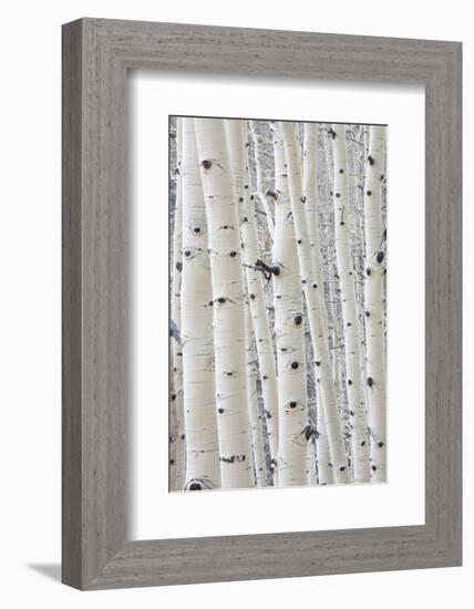 Aspens in Gunnison National Forest Colorado, USA-Charles Gurche-Framed Photographic Print